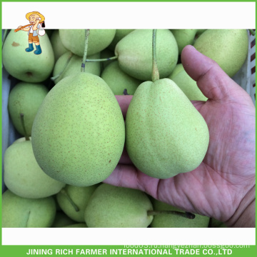 Оптовая продажа Лучшее качество Fresh Pear Asia Pear: Shandong Pear and Ya Pear
